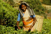Sri Lanka, Teepflückerin- Hier klicken zum Vergrößern