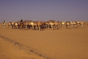 Marokko, Kamelkarawane- Hier klicken zum Vergrößern
