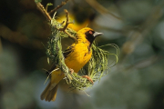 Namibia, Webervogel beim Nestbau- Hier klicken zum Vergrößern