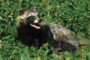 Sibirien, Marderhund- Hier klicken zum Vergrößern