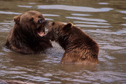 Sibirien, Streitende Braunbären- Hier klicken zum Vergrößern