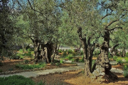 Jerusalem, Garten Gethsemane- Hier klicken zum Vergrößern