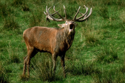 Deutschland, Röhrender Hirsch- Hier klicken zum Vergrößern