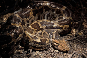 Indien, Tigerpython- Hier klicken zum Vergrößern