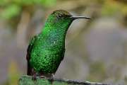 Costa Rica, Smaragdkolibri- Hier klicken zum Vergrößern