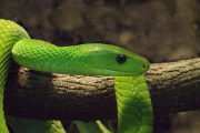 Senegal, Grüne Mamba- Hier klicken zum Vergrößern