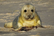 Deutschland, Junge Kegelrobbe- Hier klicken zum Vergrößern